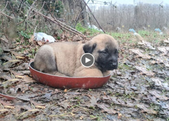 Puppy Abandoned In The Forest, Trying to Run After Owner, But The Result He Got Really Heartbreaking