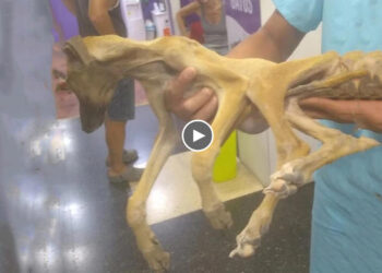 He is full of fleas that he can barely walk anymore, he is in a lot of pain!