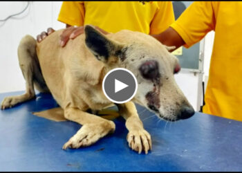 Poor Dog With Popped Out Eyes as some cruel human had beaten her with a stick. | Rescued