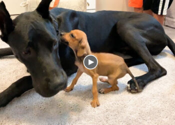 Watch what happens when tiny, scared puppy falls in love with a 120 pound great dane and her Mom!
