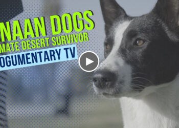 CANAAN DOGS: THE ULTIMATE DESERT DOG