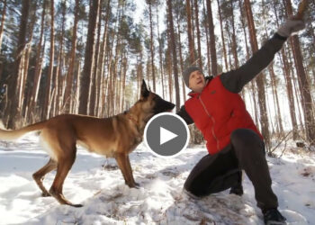 TOP 10 PROTECTION DOGS 100LBS AND UNDER