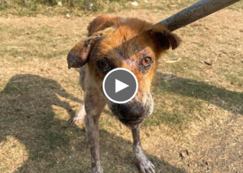 Rescue of an aggressive old dog with hematoma and skin disease.