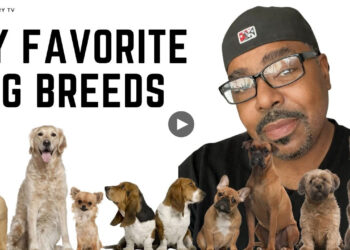 MY FAVORITE DOG BREEDS 2024