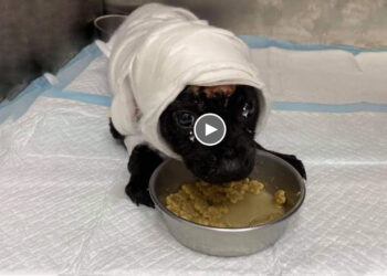 Burned Puppy Crying Knowing That This World Still Has Someone to Love Him