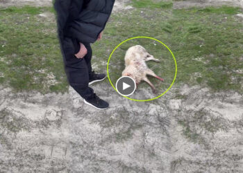 He laid in pain beside the road, hundreds passerby no one help and the truths behind give you shock!