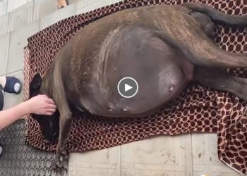 Pregnant Mama Dog Knocked Down in Front of The Bakery While Looking for Food, No One Cares About Her