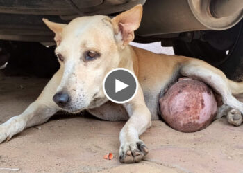 Elderly Street Dog Rescued with Massive Tumor on her Stomach