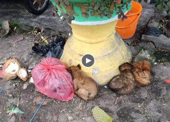 Three Little Puppies Lying Hungry, Just Curled Up, Hiding Out Of Fear