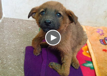 Three puppies rescued with severe rickets were given a fresh lease on life.