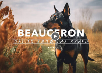GET TO KNOW: THE BEAUCERON