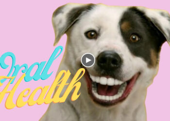 MAINTAINING YOUR DOG’S ORAL HEALTH (STARRING MY DOGS BERNIE AND ROSCOE)