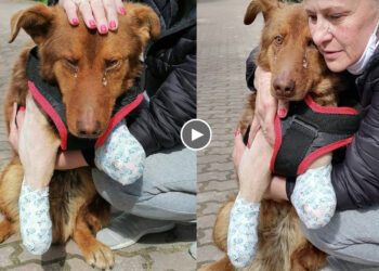 He Cried A Lot After The First Time Being Cared For and Loved