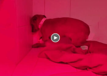 Run over when she was only 3 months old! She is non stop shaking in circle…