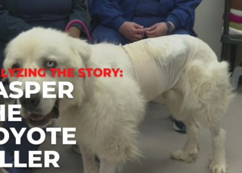 ANALYZING THE STORY OF CASPER, THE COYOTE KILLER