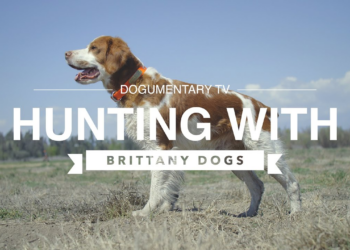 HUNTING WITH BRITTANY DOGS