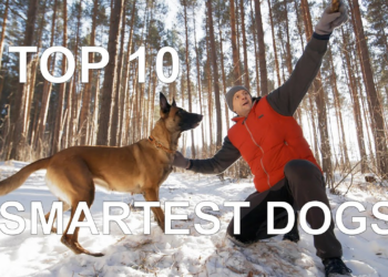 TOP 10 SMARTEST DOG BREEDS 2024