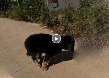 Scared Puppy Hides His Face, He Can’t Forget The Past Days of Suffering Caused By His Owner