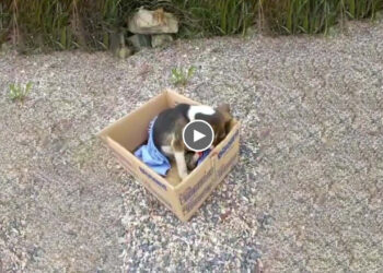 She was abandoned in the middle of nowhere to end in pain, what they did to her is unforgivable!