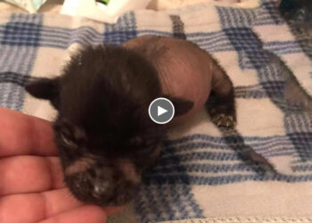 Hairless newborn puppy was abandoned on the street without mother…fighting for alive!