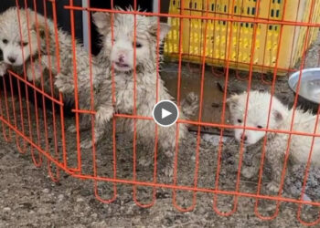 They was prison in dirty cage, wet and trembling in cold and raining! What happened to them?