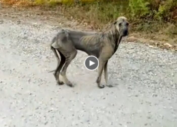 She Was Banished, Had to Run Away From Human Scorn