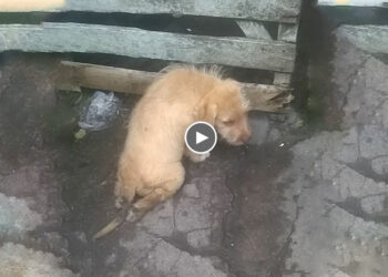 He Was Overjoyed & Rushed to Hug, Kiss When He Knew He Was About to Be Rescued