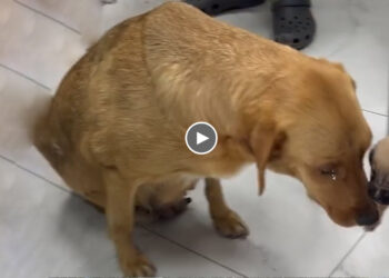 Neglected, Mom Got Hungry And Snuck in to Steal The Owner’s Food & The Ending was Heartbreaking