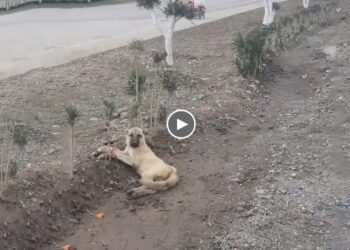 He Lay Crying, a Lot of Traffic Passed by But No One Stopped to Ask Him