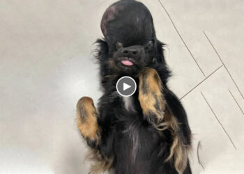 Huge Tumor Covering The Whole Face. She Was Thrown Out Like Garbage By Her Owner