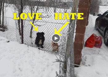 The Tearful Story of a Small Puppy Hated By His Owner And Heartwarming Ending