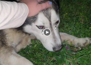 Heartless owner dumped him lying in frozen cold and pain, desperate waiting for his end!