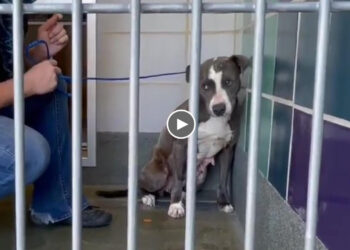 Her owners moved out and left her behind on the property, she hide in the corner in terrified!