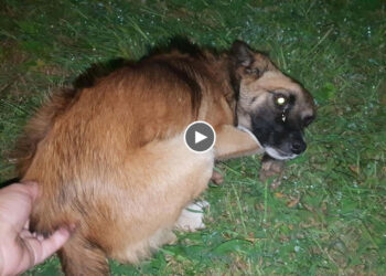 He limbed on his front legs, asking people for help but they chased him away, mistreated…..