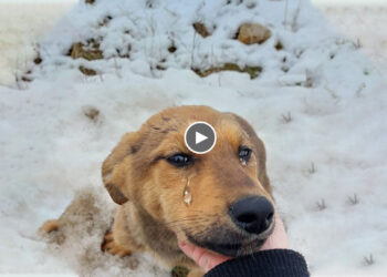 He Ran to The Front of My Car And Friendly, Openly Asking for Help in The Bone-chilling Cold