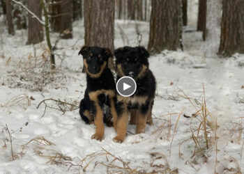 Trembling Puppies Coddled Together, Longing for Help Under The Cold Snow