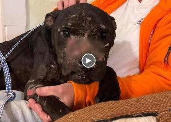 He came out of the woods and collapsed on someone’s front lawn! What nightmare she was through!!