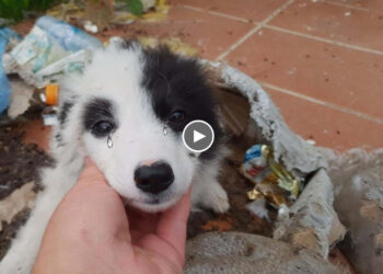 She was dumped like trash in front of abandoned house, scared and desperate waiting for help!