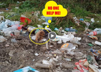 He’s digging the trash to find food beside the road, sadness looking at us as if please help me!