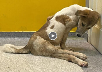 He Was Collapsed, Stressed Because the Owner Refused to Treat Him