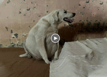 During A Big Storm, a Pregnant Homeless Mama Dog Knocks on Every Door, But No One Opens The Door