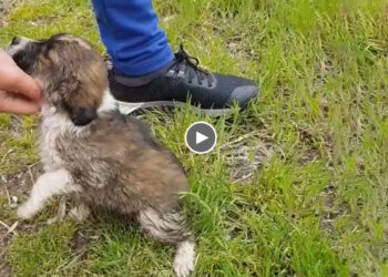 As Soon As She Got off The Car, She Rushed to Me And Sobbed