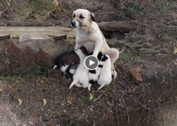 Homeless Mama Dog And 6 Puppies Sheltering in A Rock Cave Where They Waiting to Be Rescued Every Day