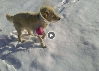 Whole her life only darkness, neglected, mistreated, sadness… untill a kind woman come to help!