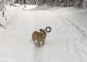 They dumped him out of the car in big snowing, He’s running around, not knowing what happened!