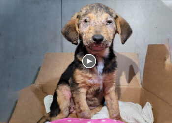 The Awakens to The Realization That She Has Been Rescued