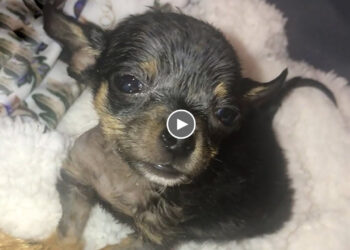 Touching Story – Tiny Puppy Sold On Social Networks, Malnutrition, Sickness & AMAZING TRANSFORMATION