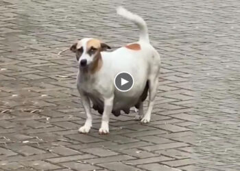 Pregnant Mommy Who is About to Give Birth is Begging For Food From Passersby
