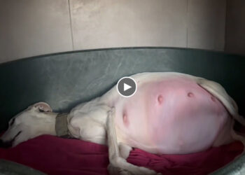 Mama Dog Gave Birth to Extremely 7 Little Cute Puppies After So Much Misfortune