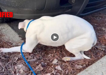 Abandoned dog is non stop shaking in fear and terrified at the corner… finally happy!